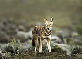 Bale Mountains-Wolf Bale Mountains-Wolf