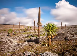 Bale Mountains Park Bale Mountains Park