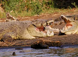 Chamo crocodiles I1 crocodiles chamo