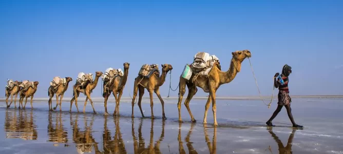 Hamed Ela