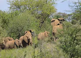 Babile Elephant San.