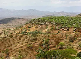 Konso