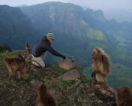 Simien Mountains-Gelada