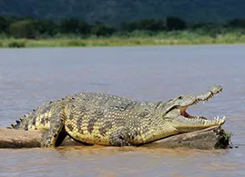 crocodile I1 Arbaminch crocodile