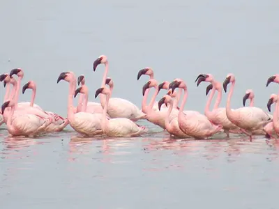 Abijatta-Shalla Lakes National Park