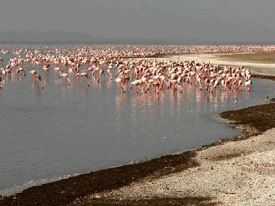 Flamingos