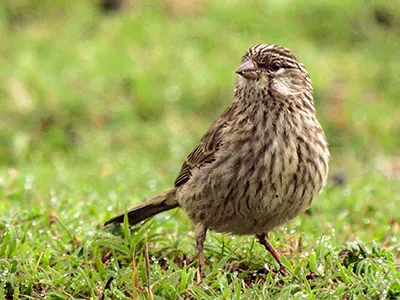 Ankobar Serin