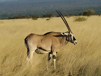 Awash national park