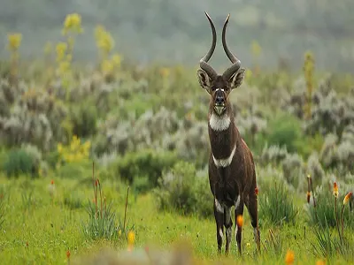 Bale Mountains National Park