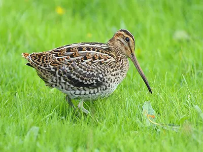 Great Snipe