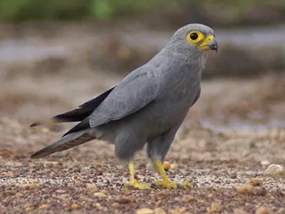 Grey Kestrel