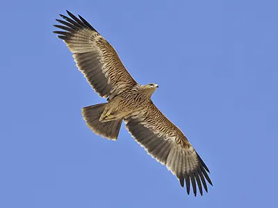 Imperial Eagle