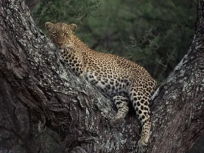 Mago national park