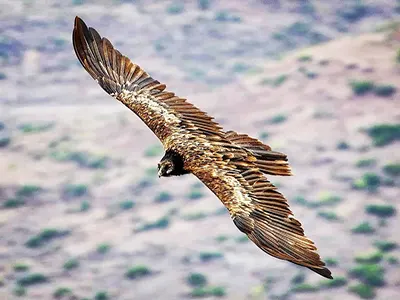 Martial Eagle