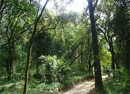 Menagesha Suba forest Park Menagesha