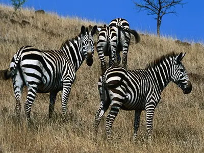 NECHISAR NATIONAL PARK