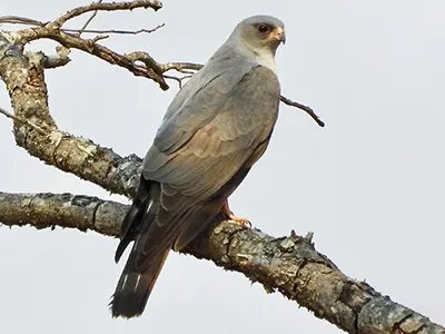 Ovambo Sparrowhawk