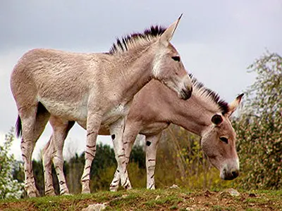 YANGUDI RASSA NATIONAL PARK